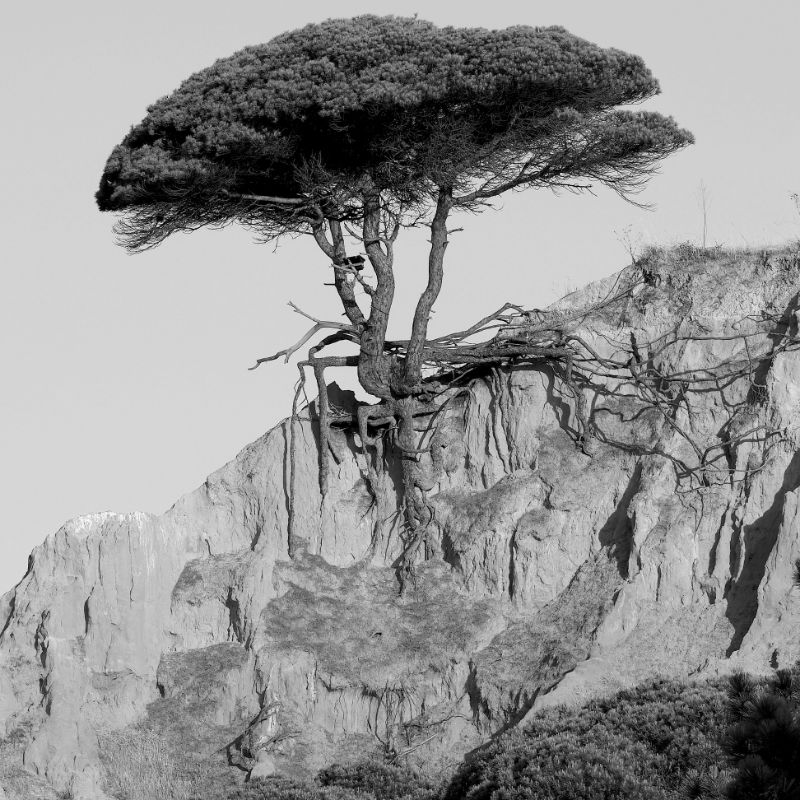 Trees Cover